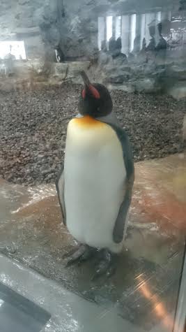 ぺんぎん.jpg